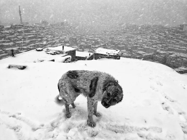 Neve su tetto con cane randagio in città innevata e tempesta di neve.