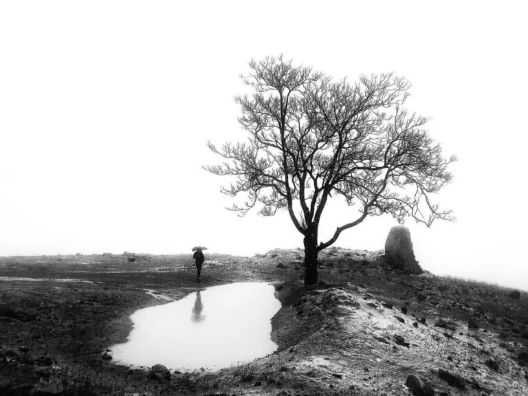 Albero senza foglie in paesaggio nebbioso, scena malinconica e artistica.