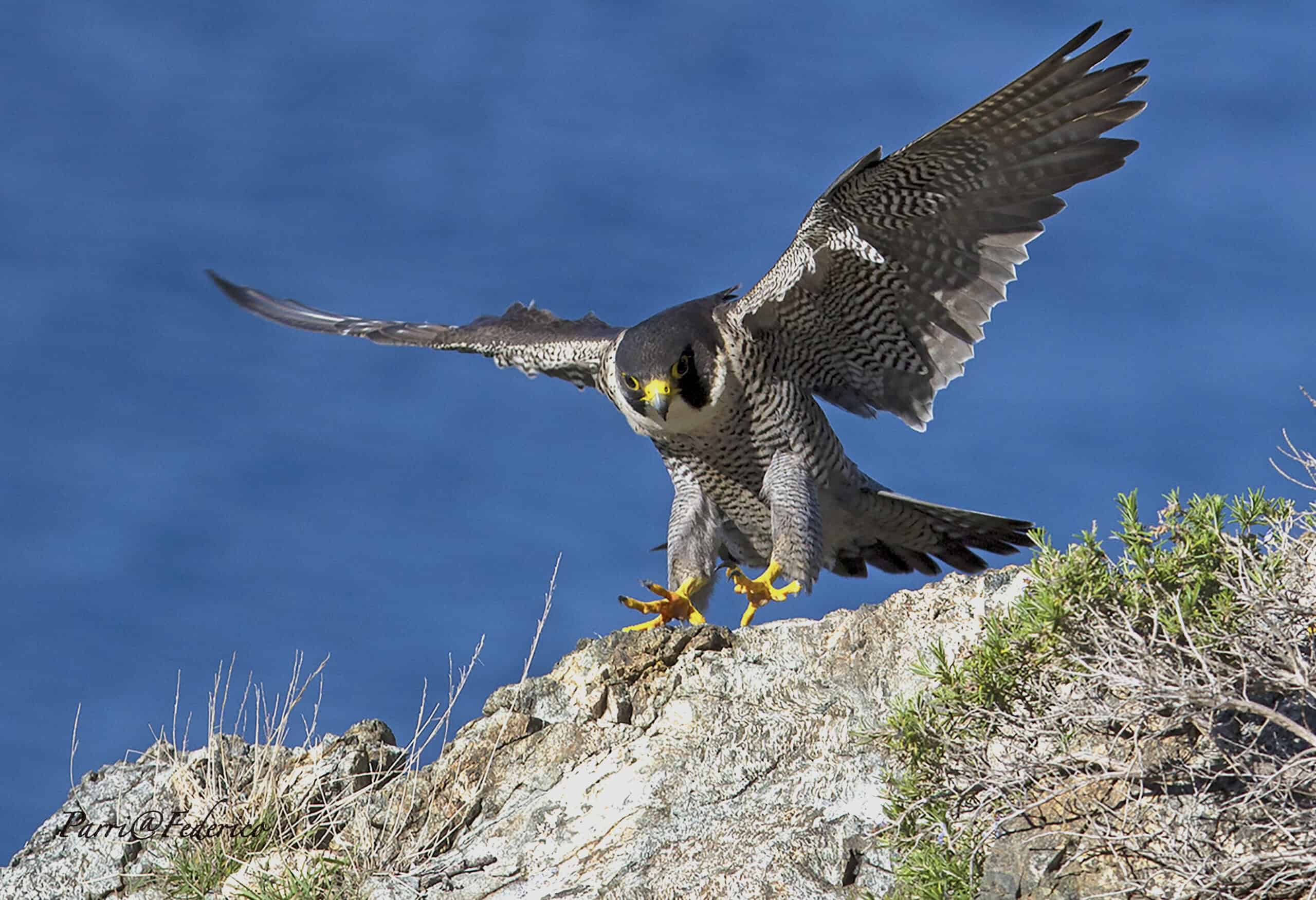 Falco pellegrino in volo su scogliera con cielo blu focalizzare su uccello rapace.