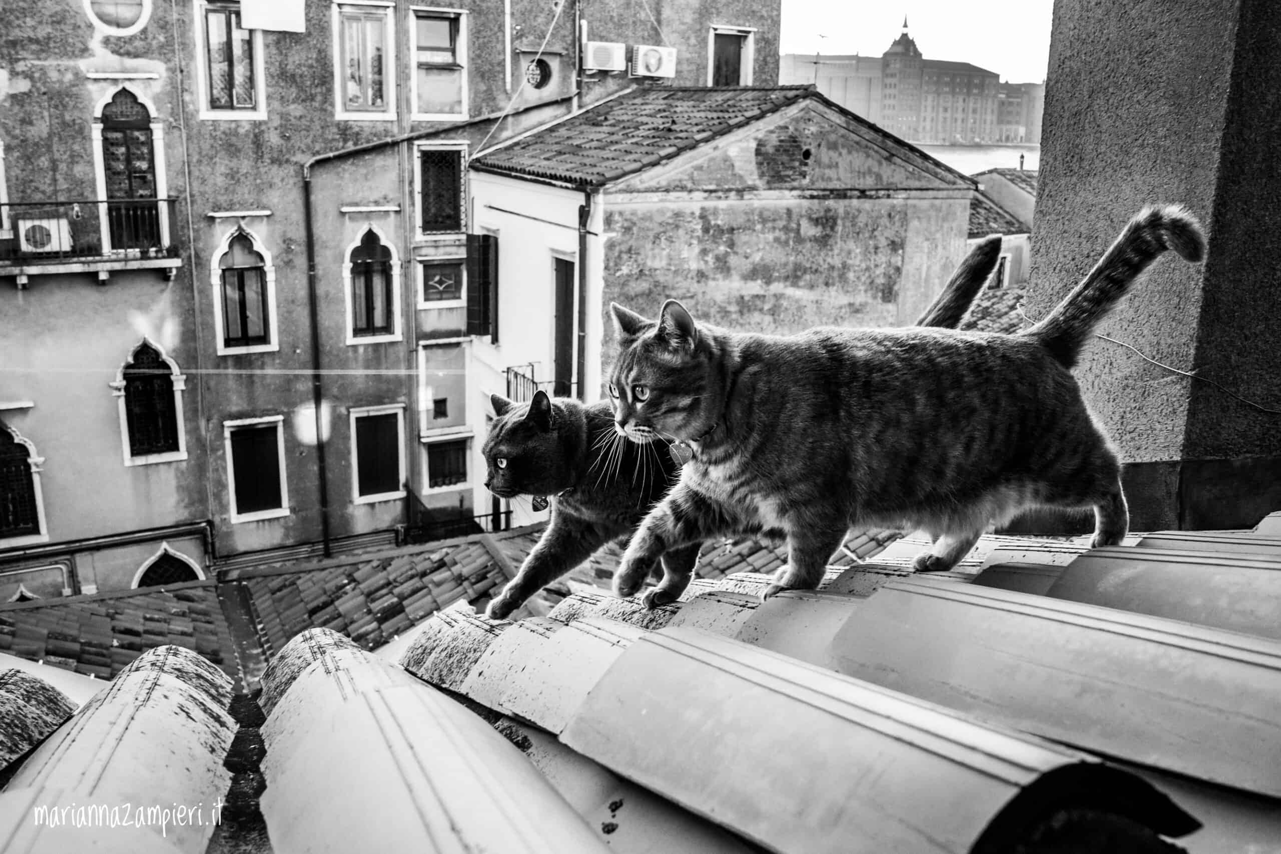 Gatti sui tetti di città, fotografia in bianco e nero, vista urbana, natura e animale in ambiente urbano.