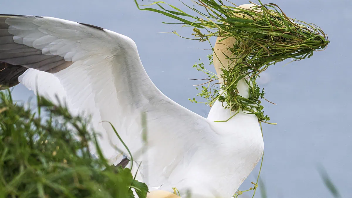 Cigno con nido di erba sulla testa, immerso in acqua, in un contesto naturalistico.